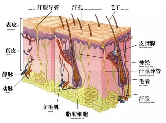 解决鸡皮肤的最有效方法,鸡皮肤用产品后起皮怎么改善