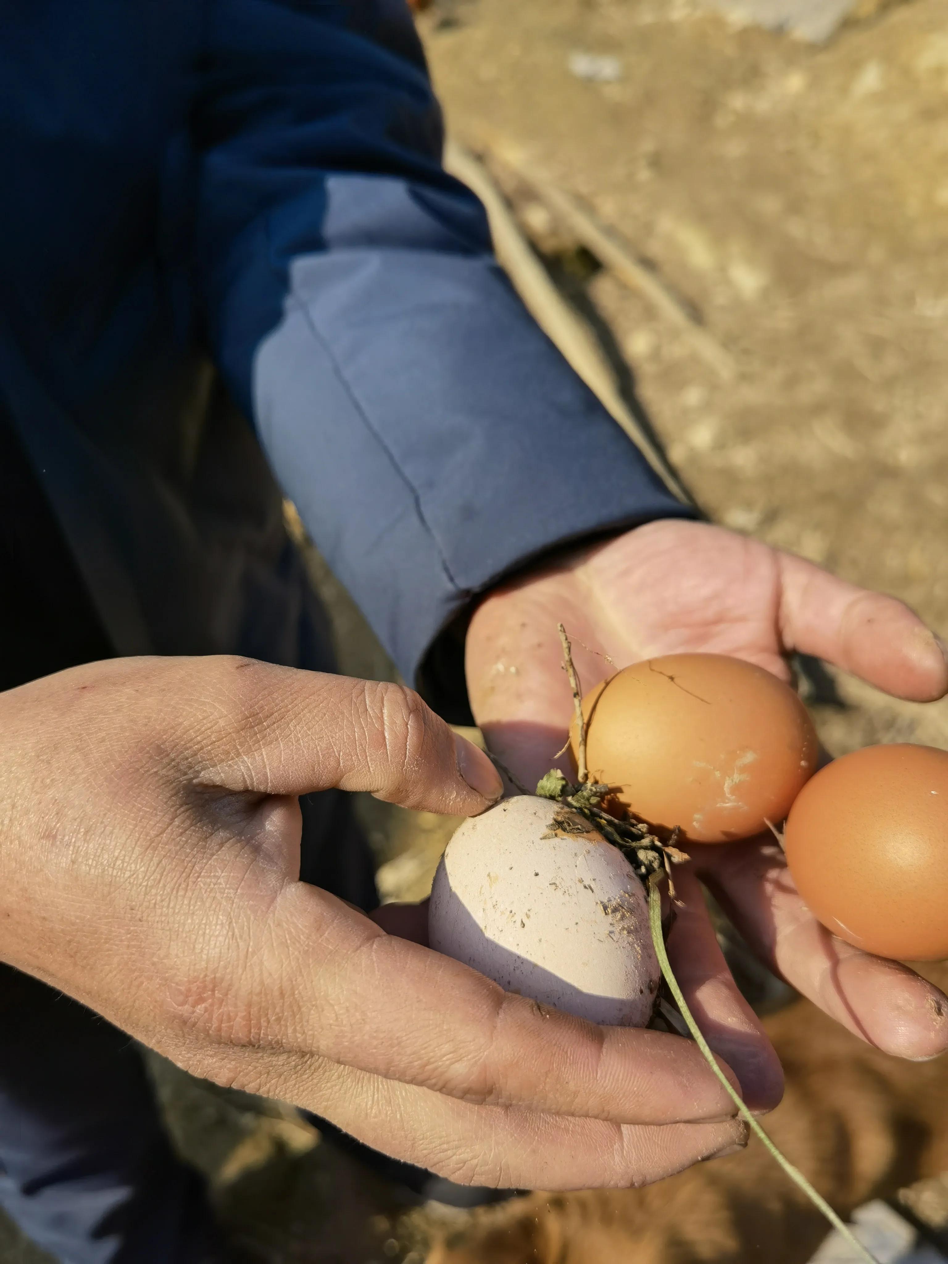 土鸡养殖前景分析,农村养殖土鸡的真实感受