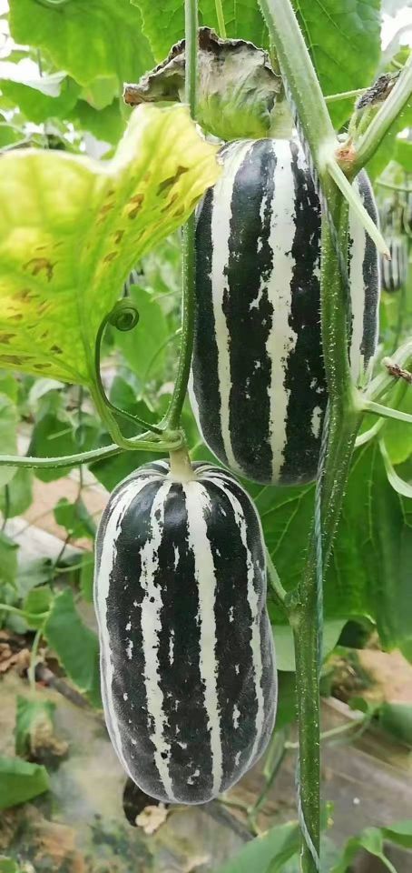 山东聊城莘县十大特产,莘县特产蔬菜是什么