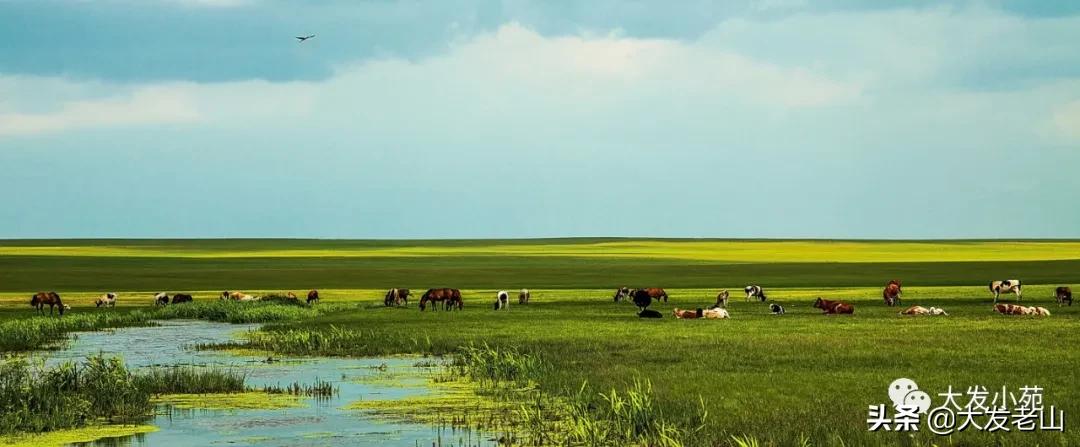 大发街的园丁情(一)