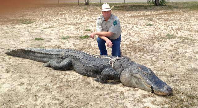 海洋霸主亚马逊真的存在吗,鼍科之王