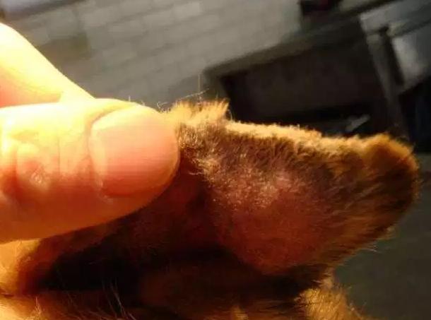 小狗耳朵被咬了个洞能自愈吗,狗狗耳朵血肿的症状及诊断治疗