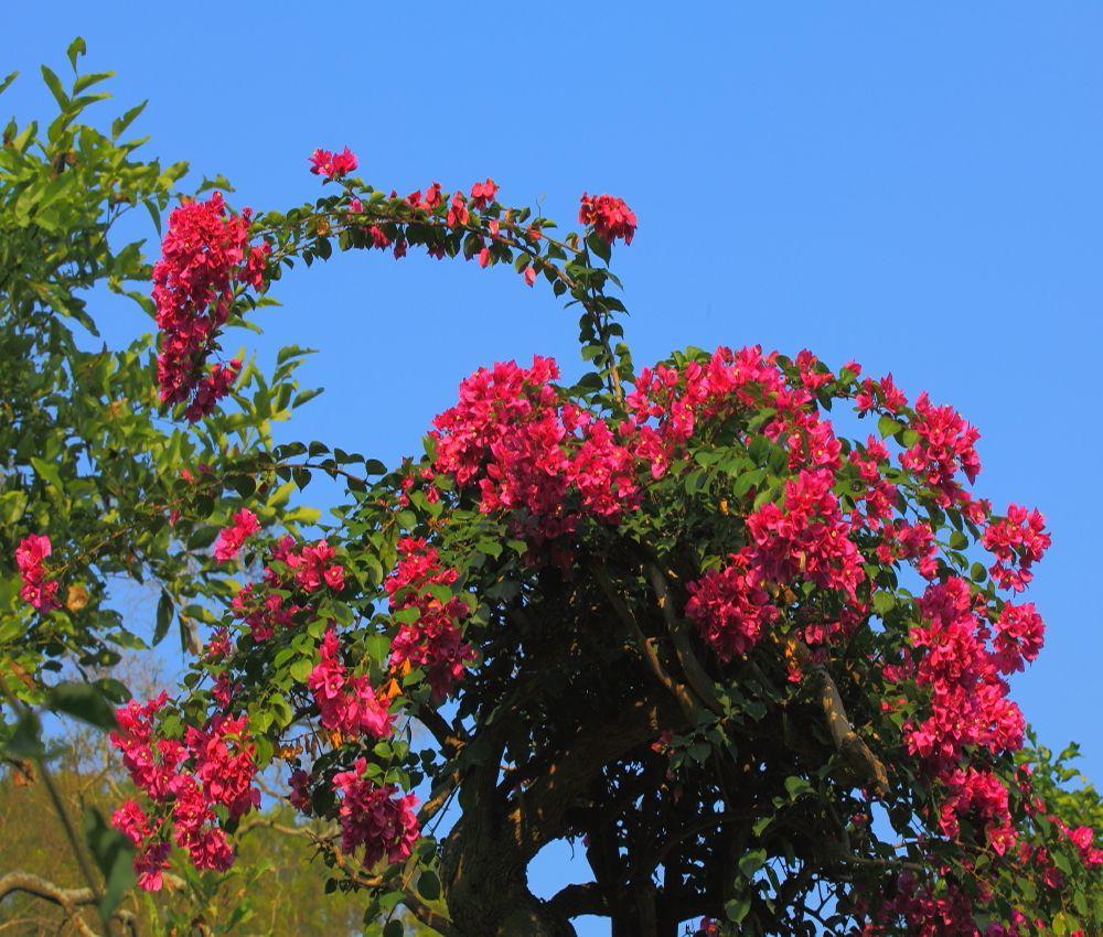 三角梅入冬后注意什么,三角梅花叶都冻伤了怎么办