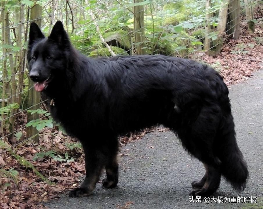 白色德牧和黑色德牧一样吗,全部颜色的德牧