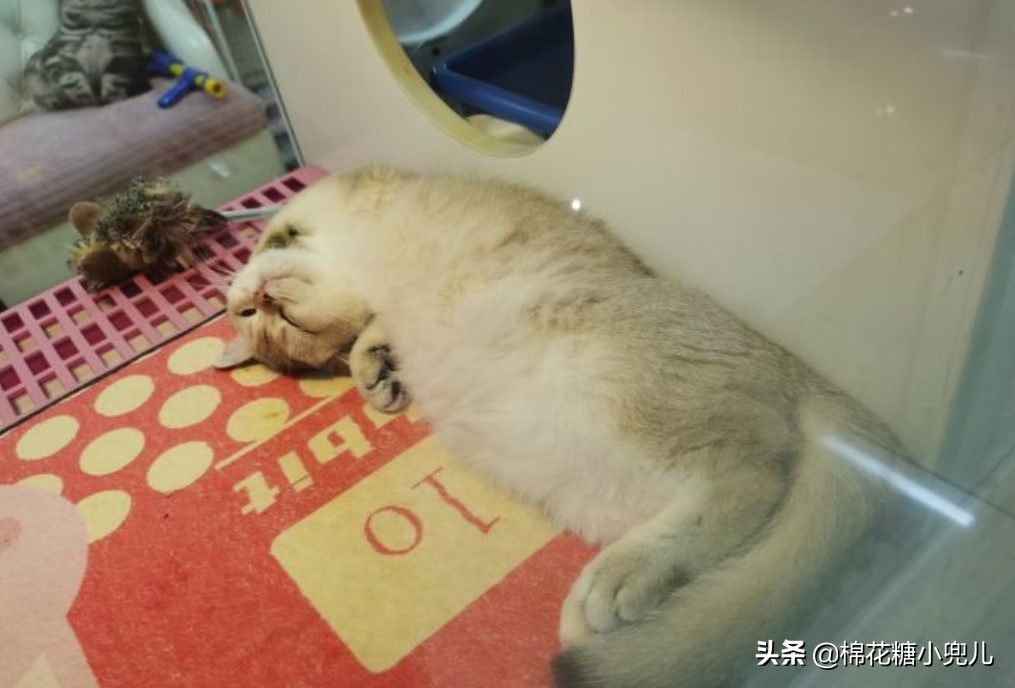 北京盆栽花卉批发市场,北京众兴花卉批发市场