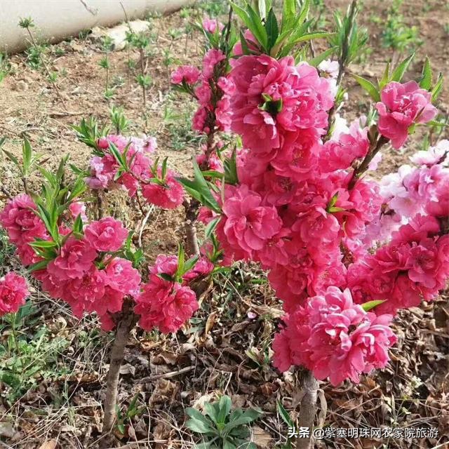 平度苗木基地桃树苗,山东日照苗木种植基地桃树苗