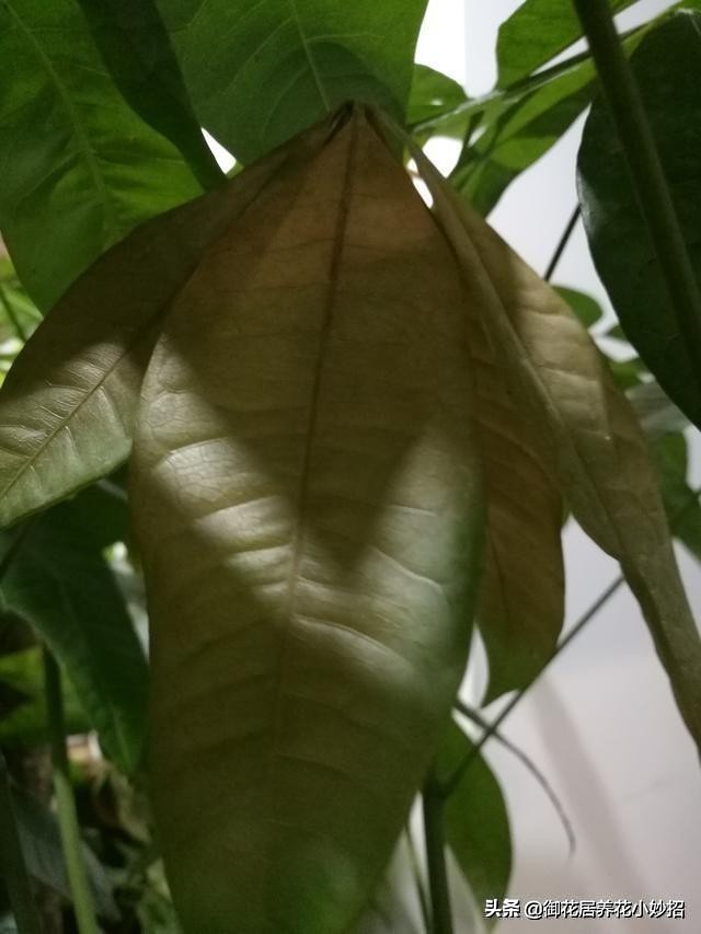 发财树有什么养花技巧,养花技巧发财树怎么养护