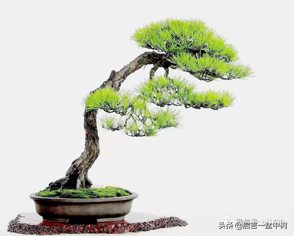 盆景跌价,盆景跌枝怎么解决