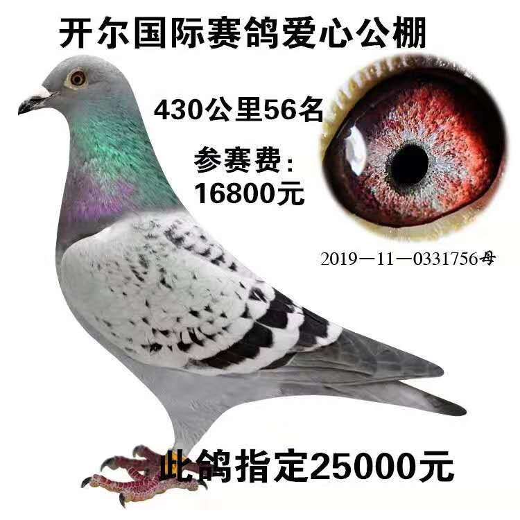 信鸽拉白痢用什么药治疗,鸽子白痢防治方案汇总