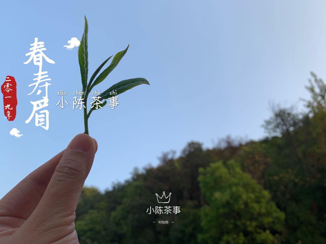 春白茶的采摘标准，无论白毫银针、白牡丹、春寿眉，只看芽叶吗？