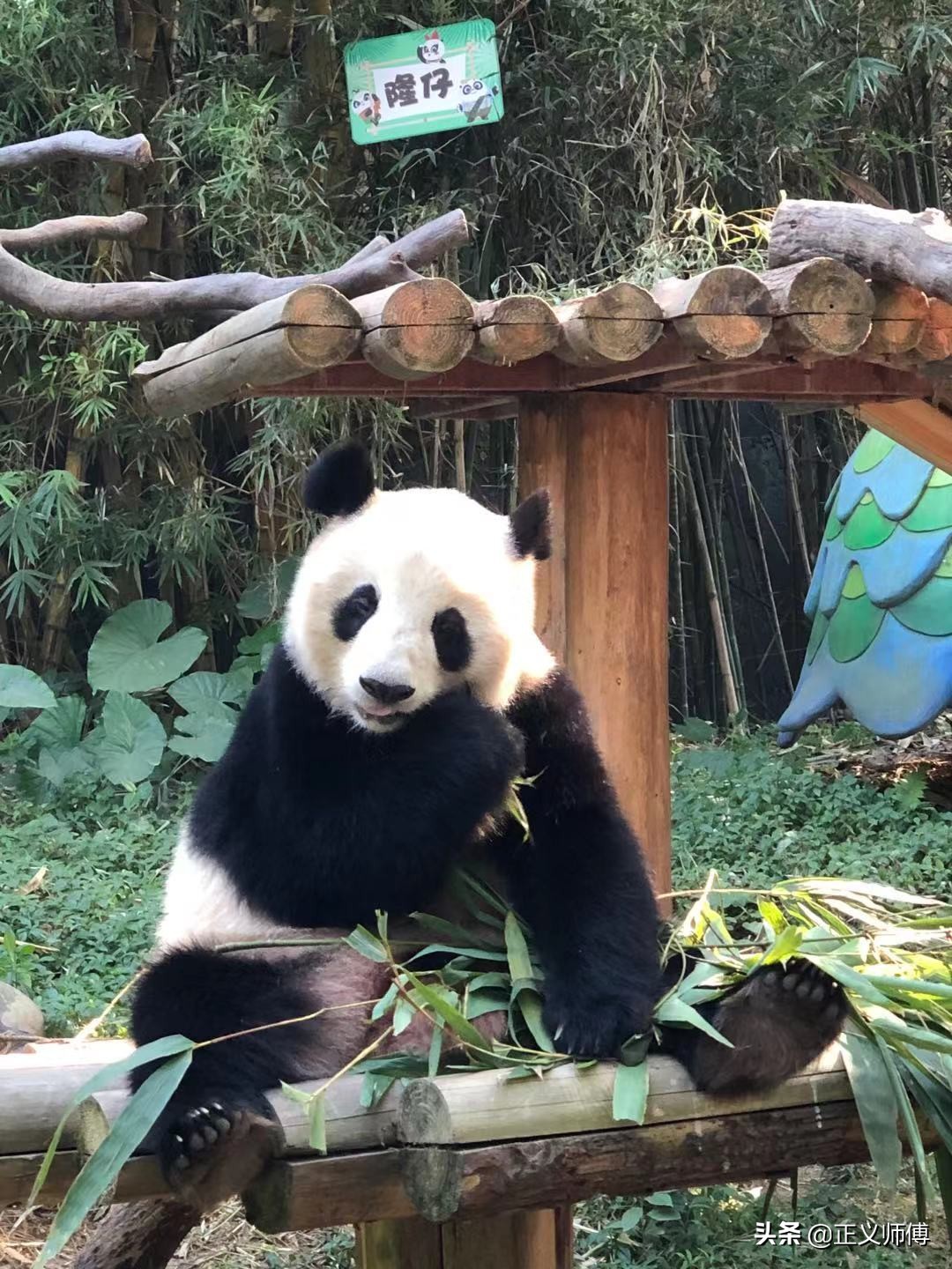 长隆动物园的动物,广州的长隆野生动物园有哪些动物