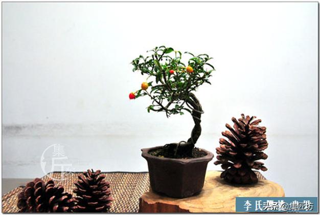 盆景李氏樱桃开花不结果,麻雀虽小五脏俱全小品