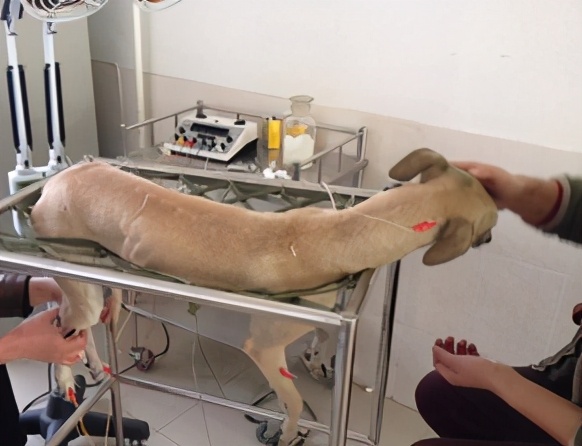 那些年我曾经养过的小狗,那些年我曾经养过的狗