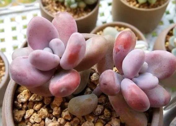 多肉褪色了怎么办,多肉褪色是什么问题