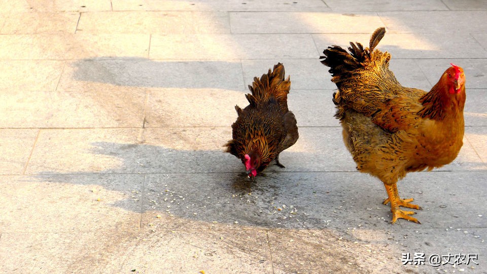 中国鸡肉消耗量,我国鸡肉进口逐年下降