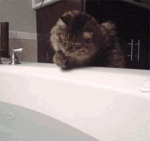 冬天给猫咪洗澡会不会感冒,猫咪冬天洗澡会感冒吗