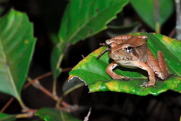 纯天然雪蛤图片,东北雪蛤红肚皮和黄肚皮