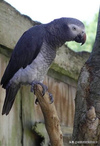 智商超高的两只非洲灰鹦鹉说话能力相当价格却相差千元