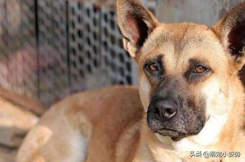 土狗为啥不用遛,为什么土狗不训练就看家