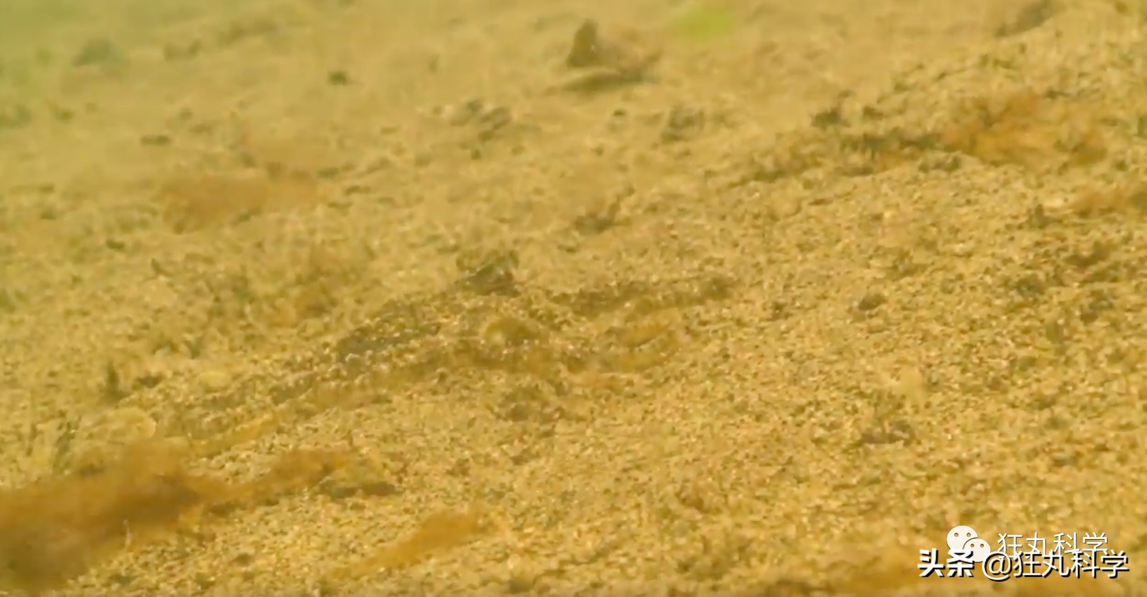 章鱼为什么有这么多怪异的身体,章鱼会两条腿走路