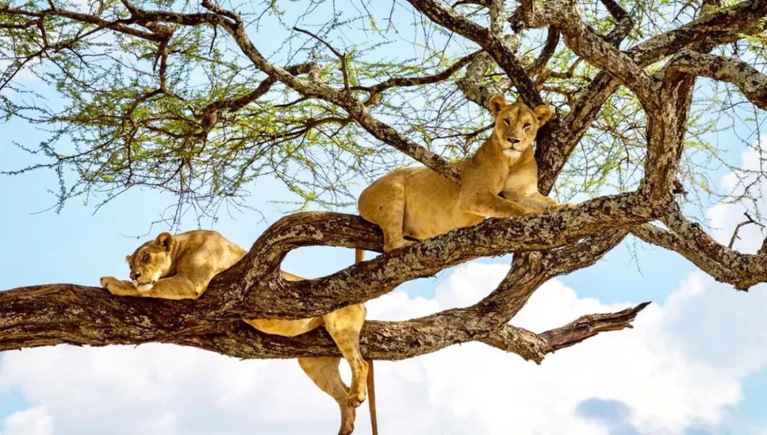 世间稀有的白色长颈鹿母子，在非洲被残忍猎杀，发现时只剩骨骼