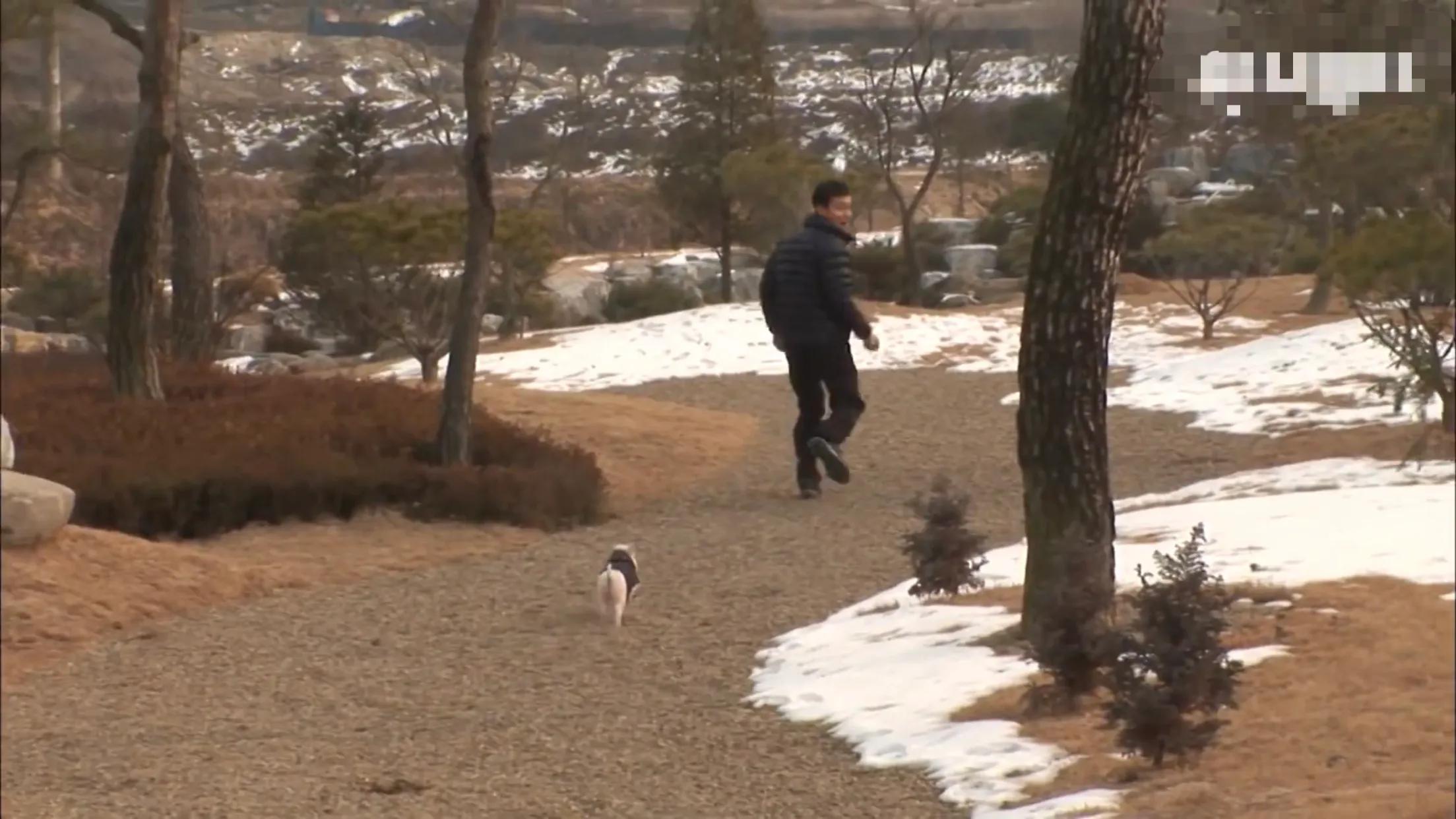 小猪的智商高达多少 (韩国最聪明的小猪)