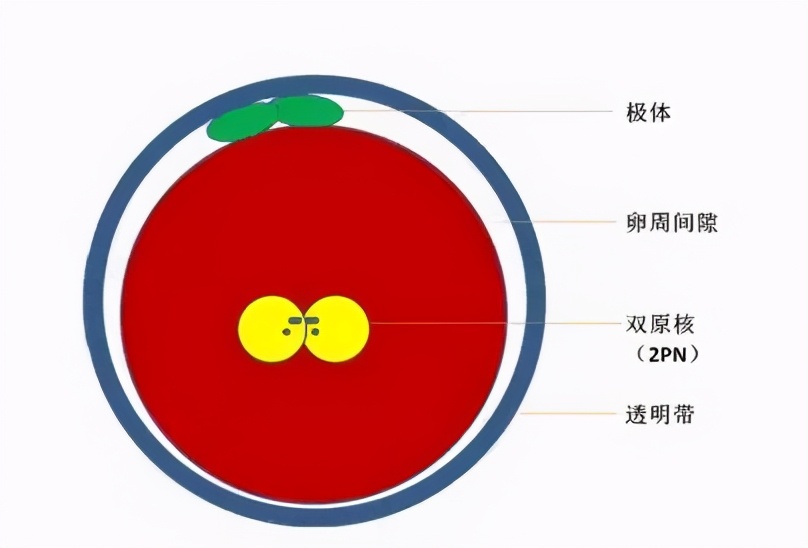 胚胎师知道胚胎性格吗,胚胎师都挑选什么精子