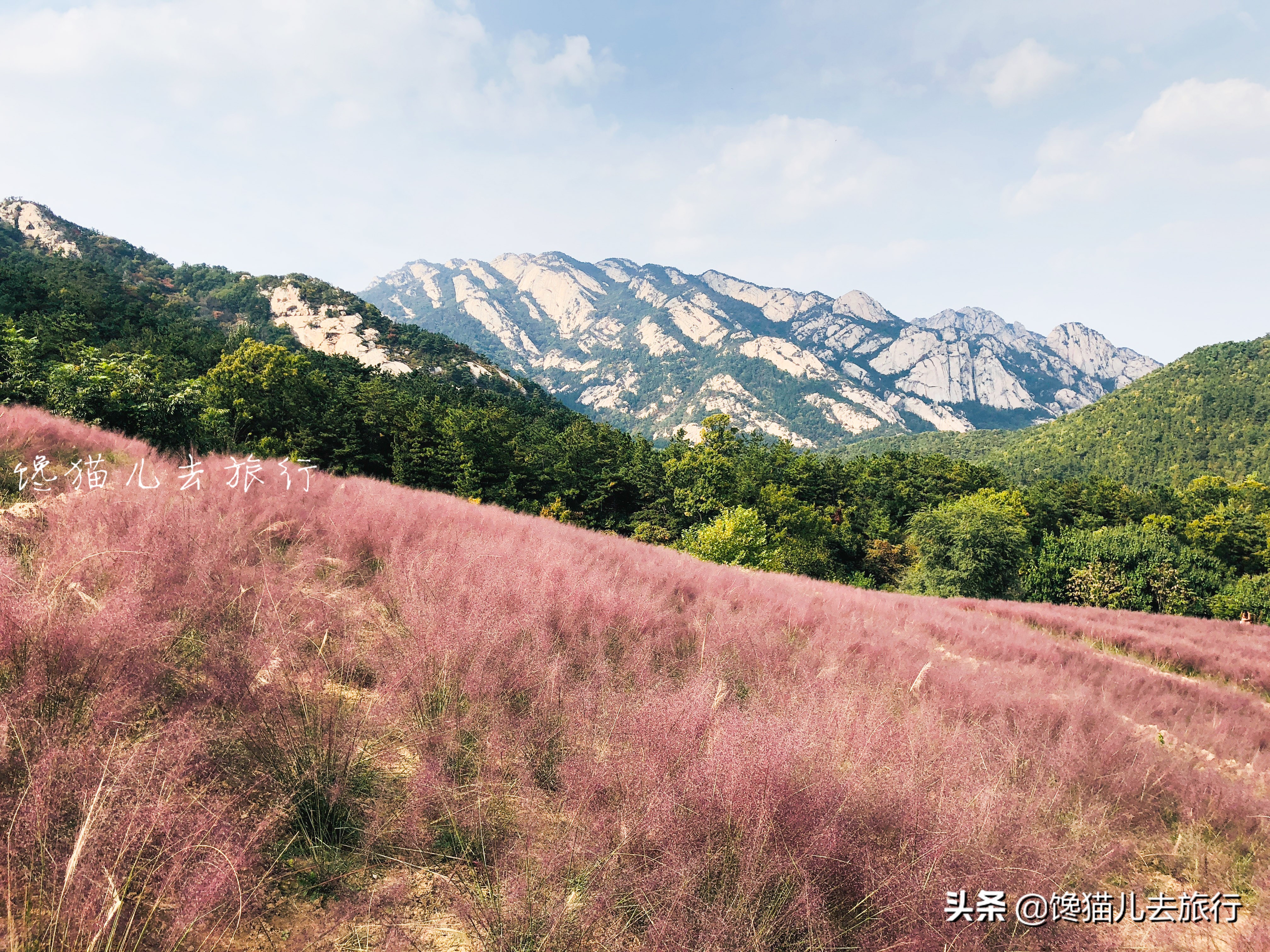 威海这种网红草,如何以一己之力,成为秋天里最受众人追捧的草?