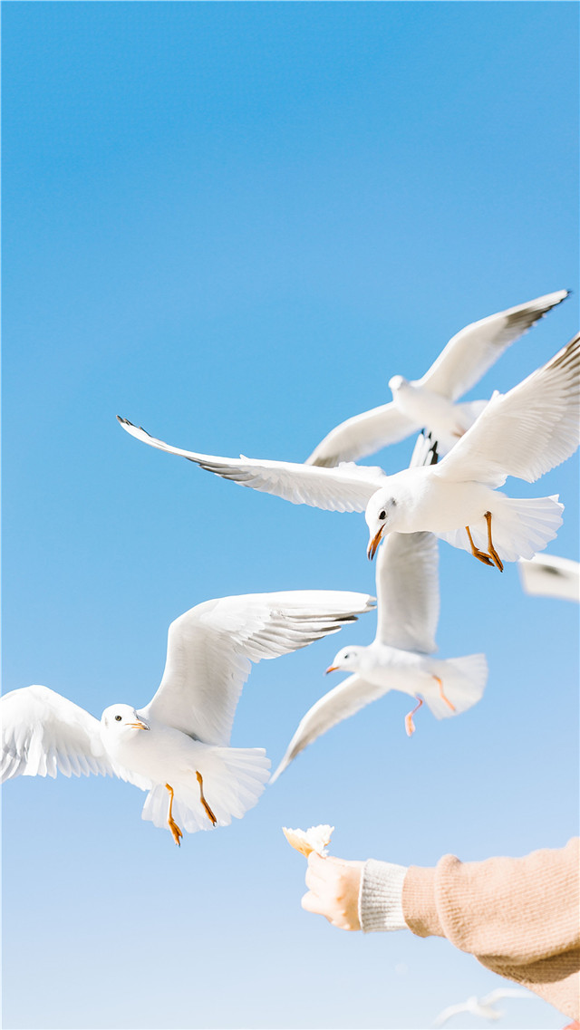 高清风景壁纸无水印全屏壁纸,风景壁纸手机壁纸