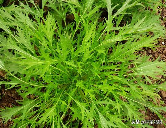 春季种菜油菜怎么种,小油菜芽苗菜的种植方法