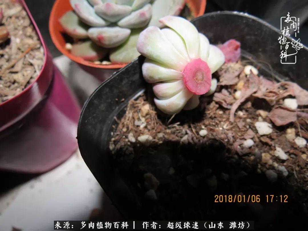 多肉黑茎咋办,多肉黑菌