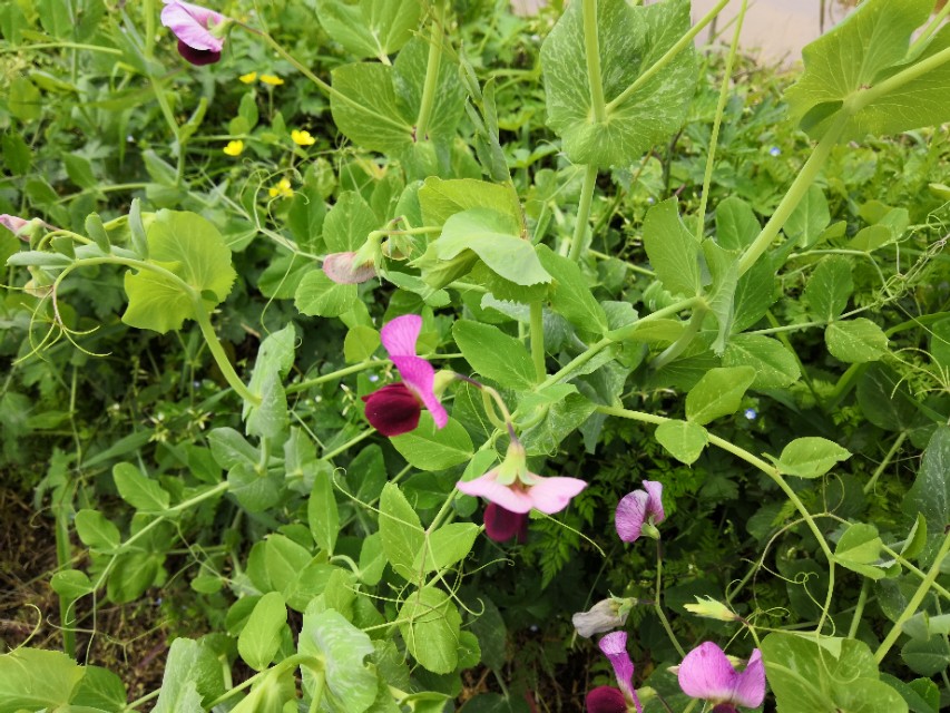 酢浆草叶子枯萎怎么办,豌豆苗蔫儿了如何抢救