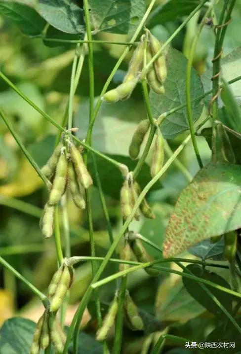 大豆蚜虫用吡虫啉防治行吗,大豆茎叶有蚜虫怎样治疗