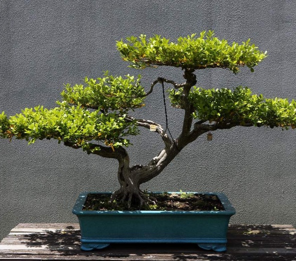 黄杨树种在家里禁忌,黄杨盆景