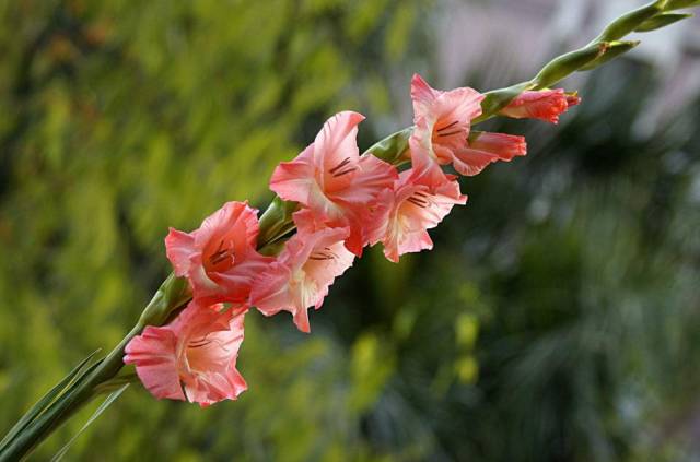 春天几月份适合移盆扦插,夏天可以扦插换盆吗