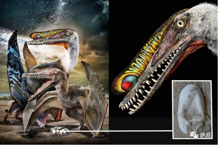 鎭愰緳鏃朵唬鏈夋矙婕犱箞,鎭愰緳鍙插墠鏃朵唬娌欐紶