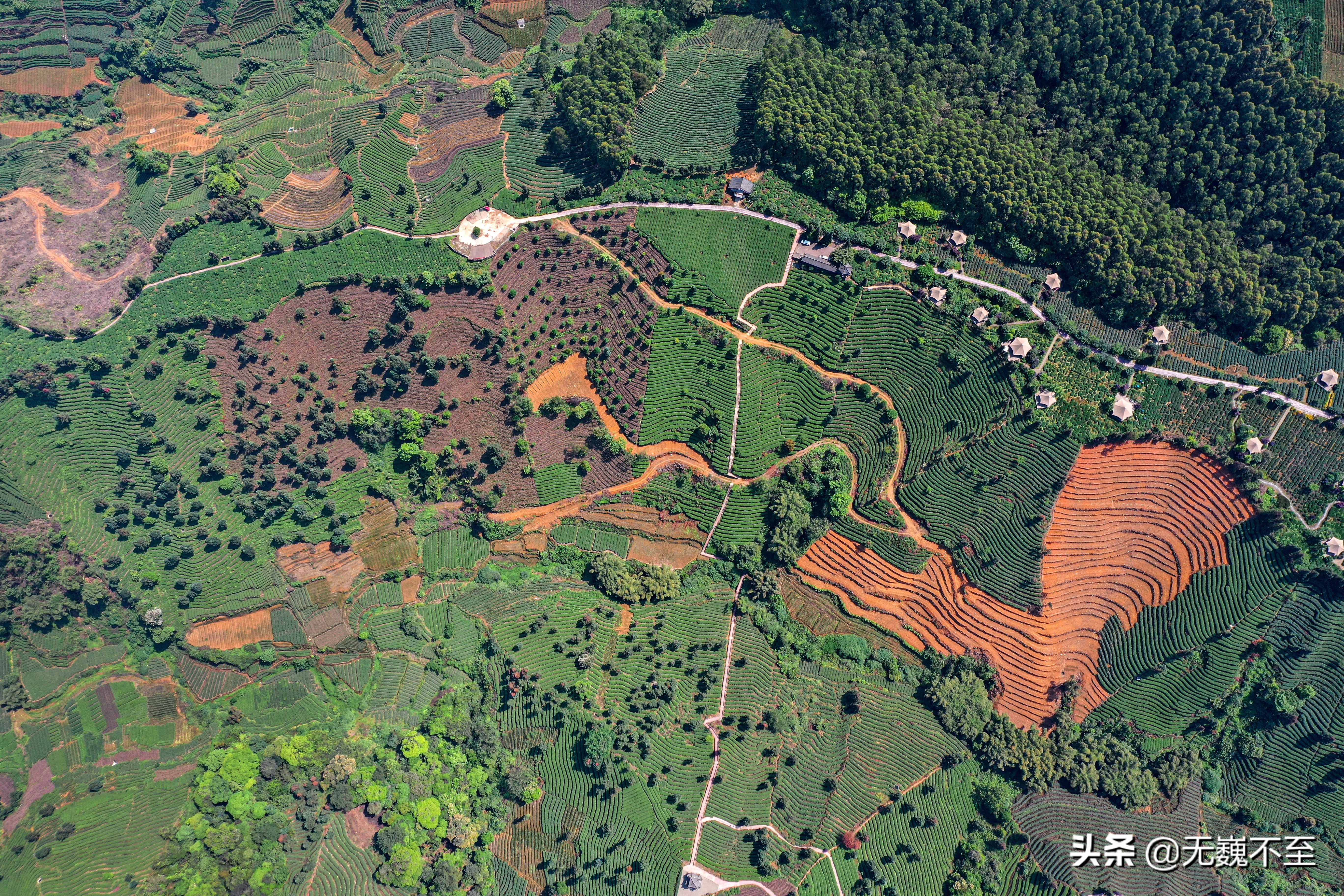 四川雅安牛碾坪万亩观光茶园绿道,雅安旅游景点十大排行榜牛背山