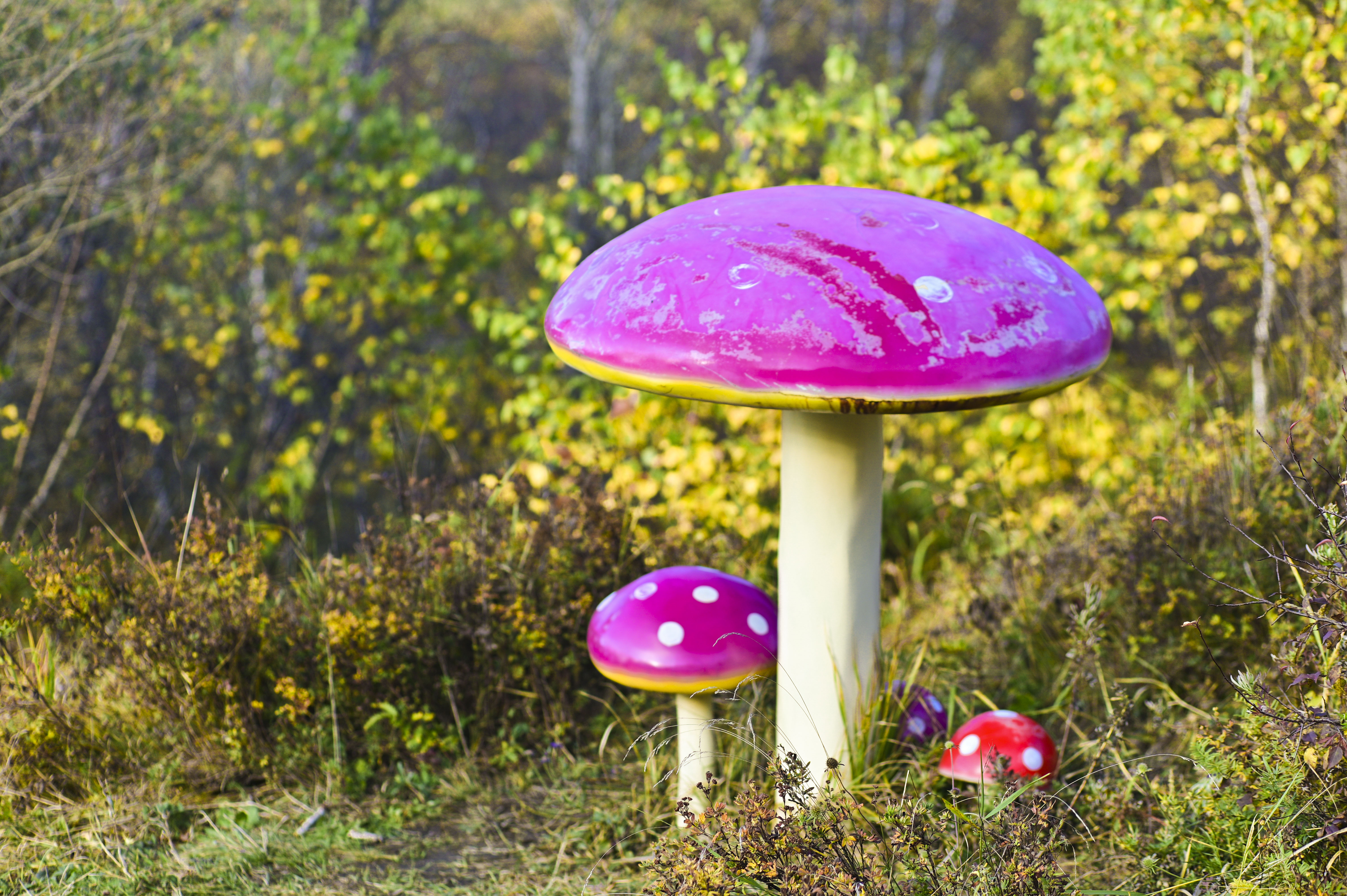 丰宁神仙谷七彩森林景区地图,丰宁坝上七彩森林游玩攻略