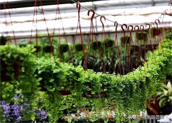 2022石家庄年货市场有几家 (带你走进石家庄批发市场)