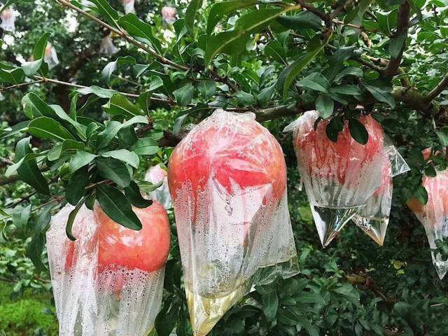 突尼斯软籽石榴适合栽种哪些地方,突尼斯软籽石榴适合什么地区栽种