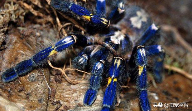 蜘蛛爬宠新人注意事项,刚买过来的宠物蜘蛛应该怎么养