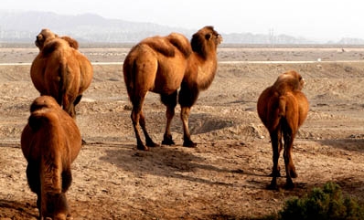 骆驼为什么会被人称为沙漠之舟,为什么骆驼被称为沙漠之舟呢