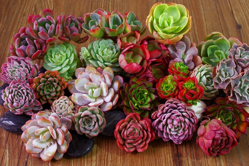 鑺辨埧濮戝澶氳倝閰嶅湡,鑺辨埧濮戝鐜夐湶澶氳倝