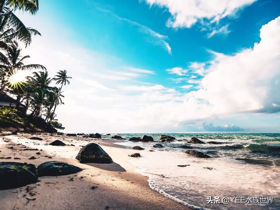 海洋医生完整版,海洋医生是什么鱼