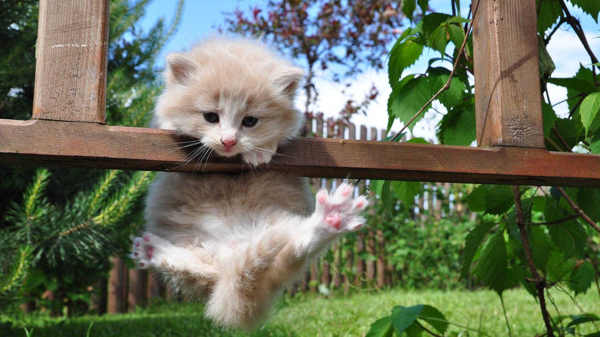 猫咪生病了要花很多钱应该治么,养了一只病猫