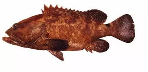 十种受欢迎的海鲜鱼类,最名贵的海鲜鱼类