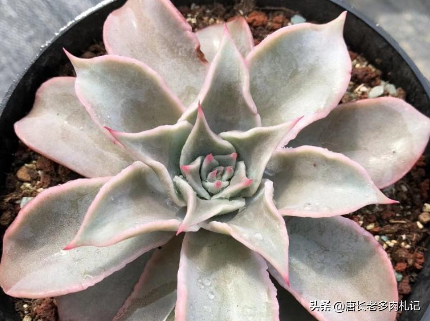 多肉饺子皮夏天,多肉饺子皮该如何养护