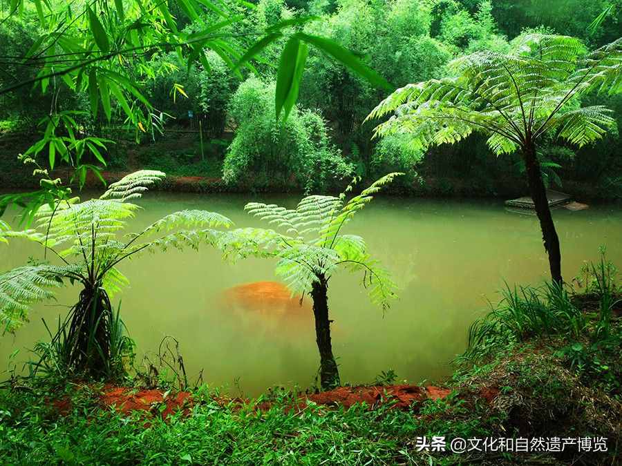 世界自然遗产赤水桫椤植物,赤水世界文化遗产