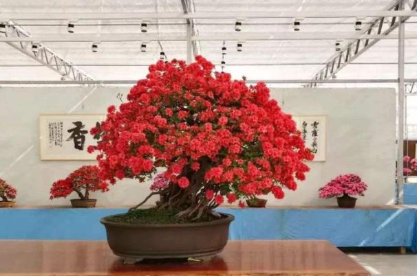 淘米水浇花招虫子吗,淘米水浇花会臭吗