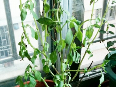 薄荷秋天枯萎了怎么办,盆栽薄荷为什么会枯萎